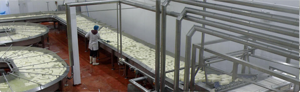 cheese processing factory
