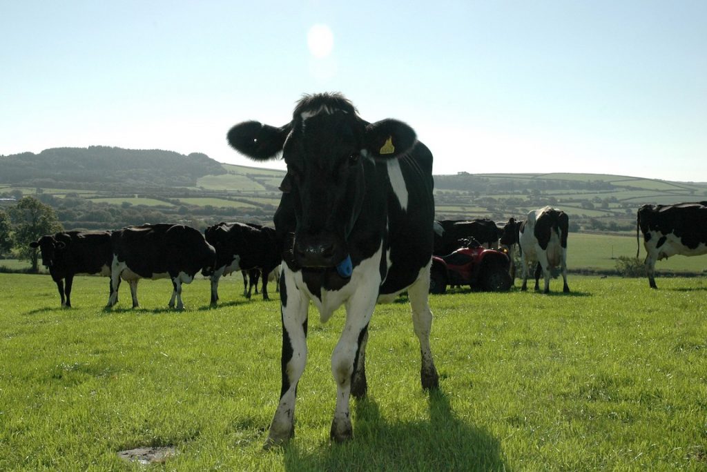 cows in field