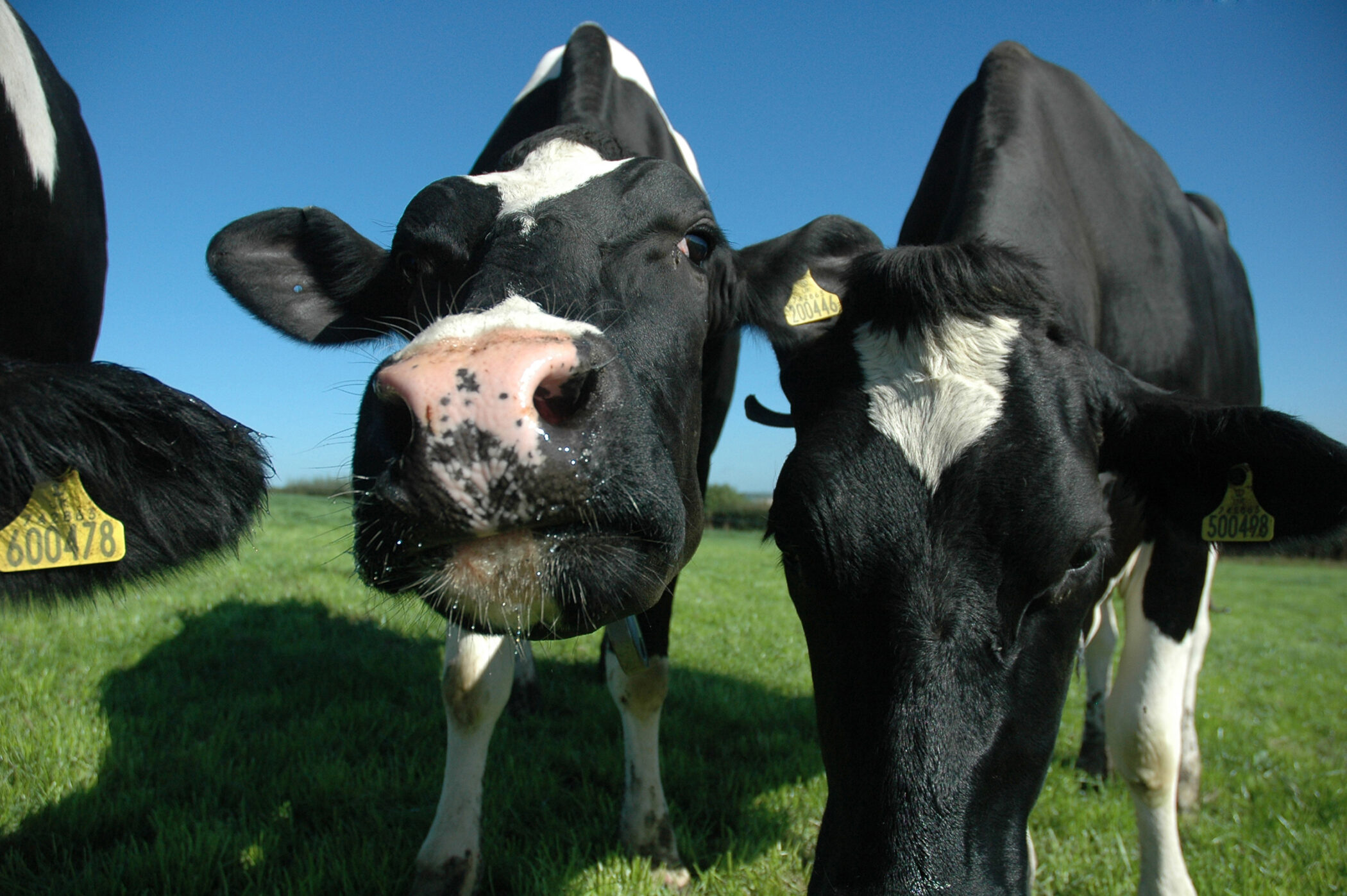 Cow Grazing - Dairy Partners